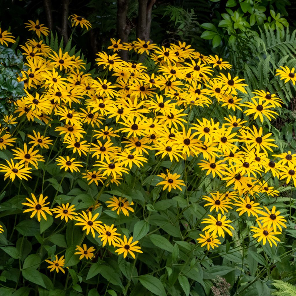 Rudbeckia fulgida Goldsturm