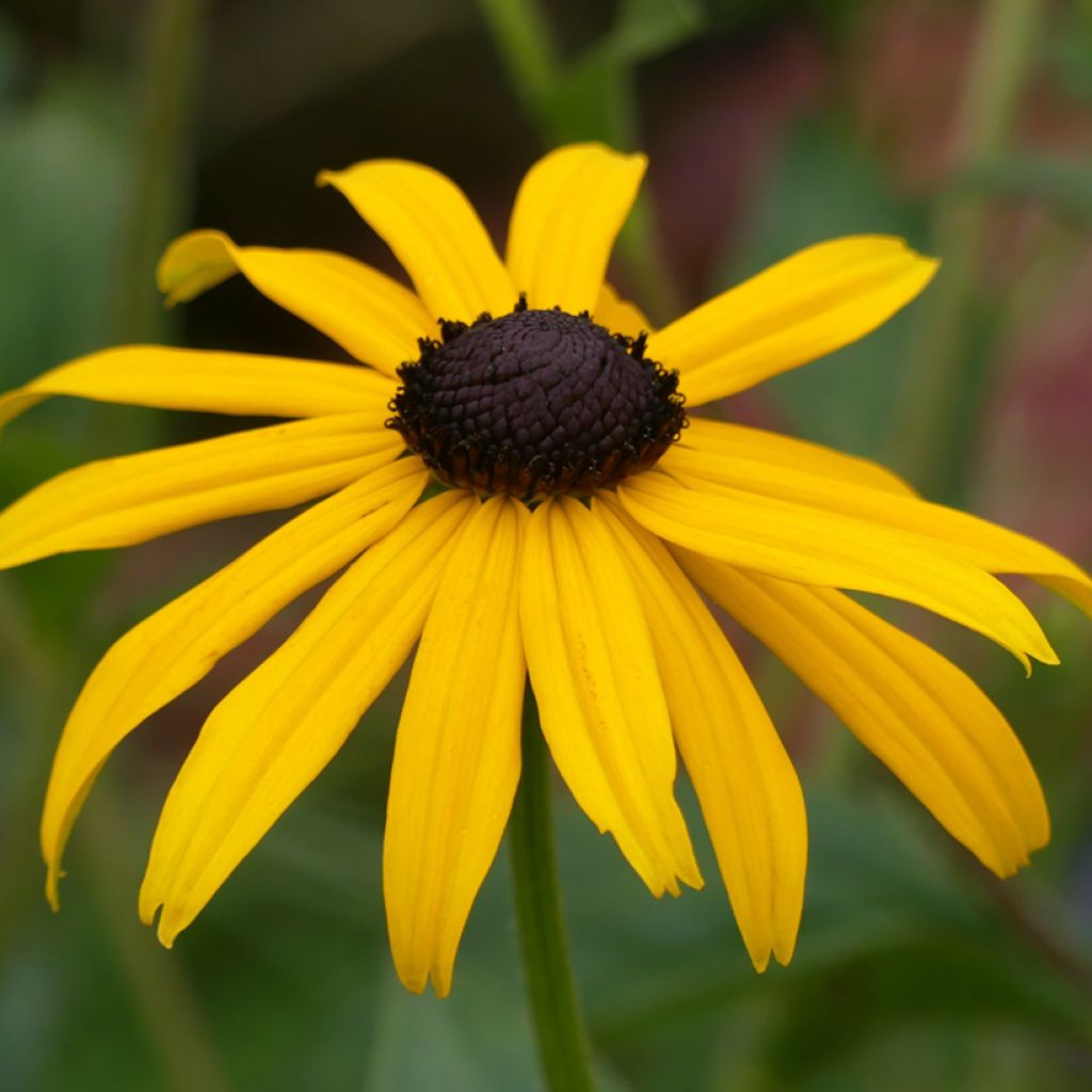 Rudbeckia fulgida Goldsturm