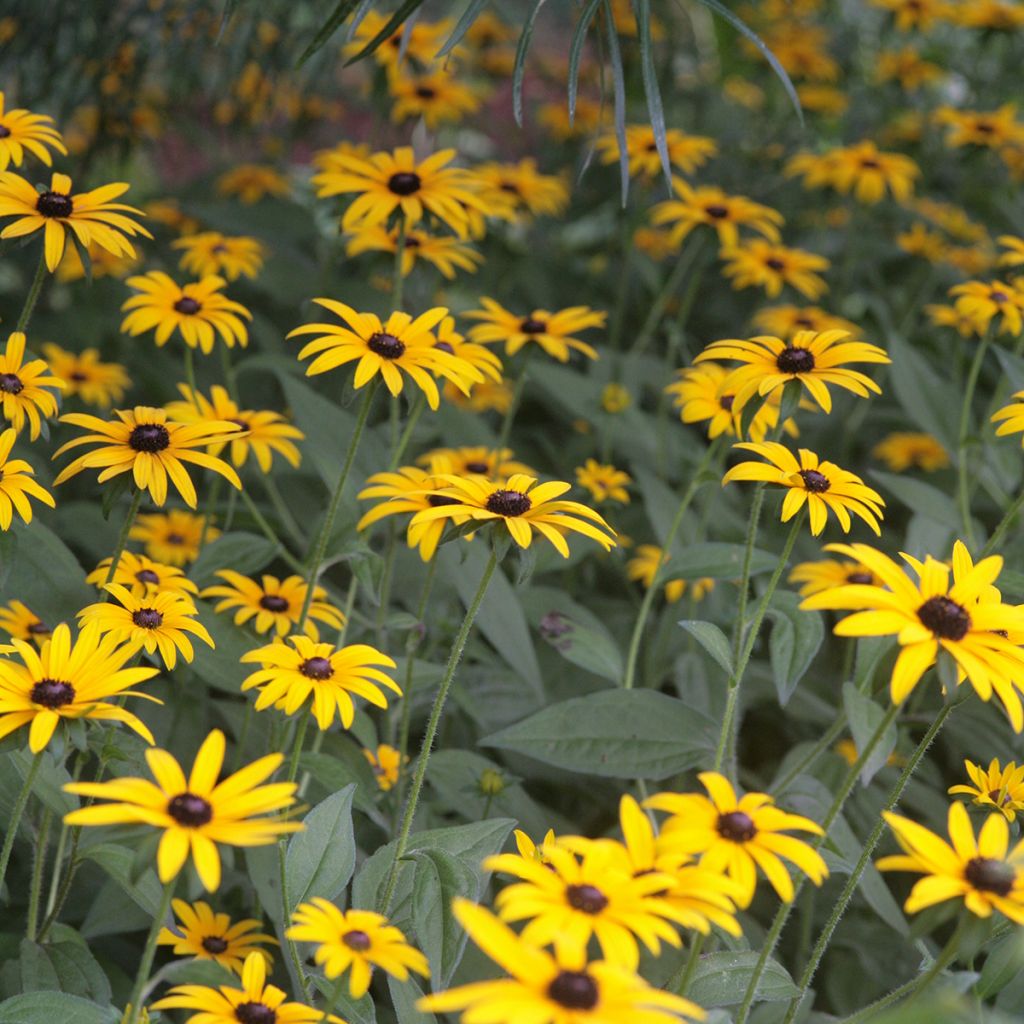 Rudbeckia fulgida var. sullivantii Pot of Gold