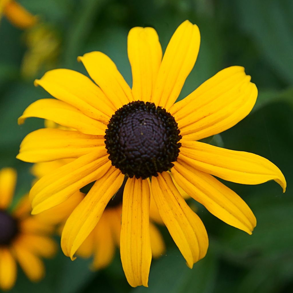 Rudbeckia fulgida var. sullivantii Pot of Gold