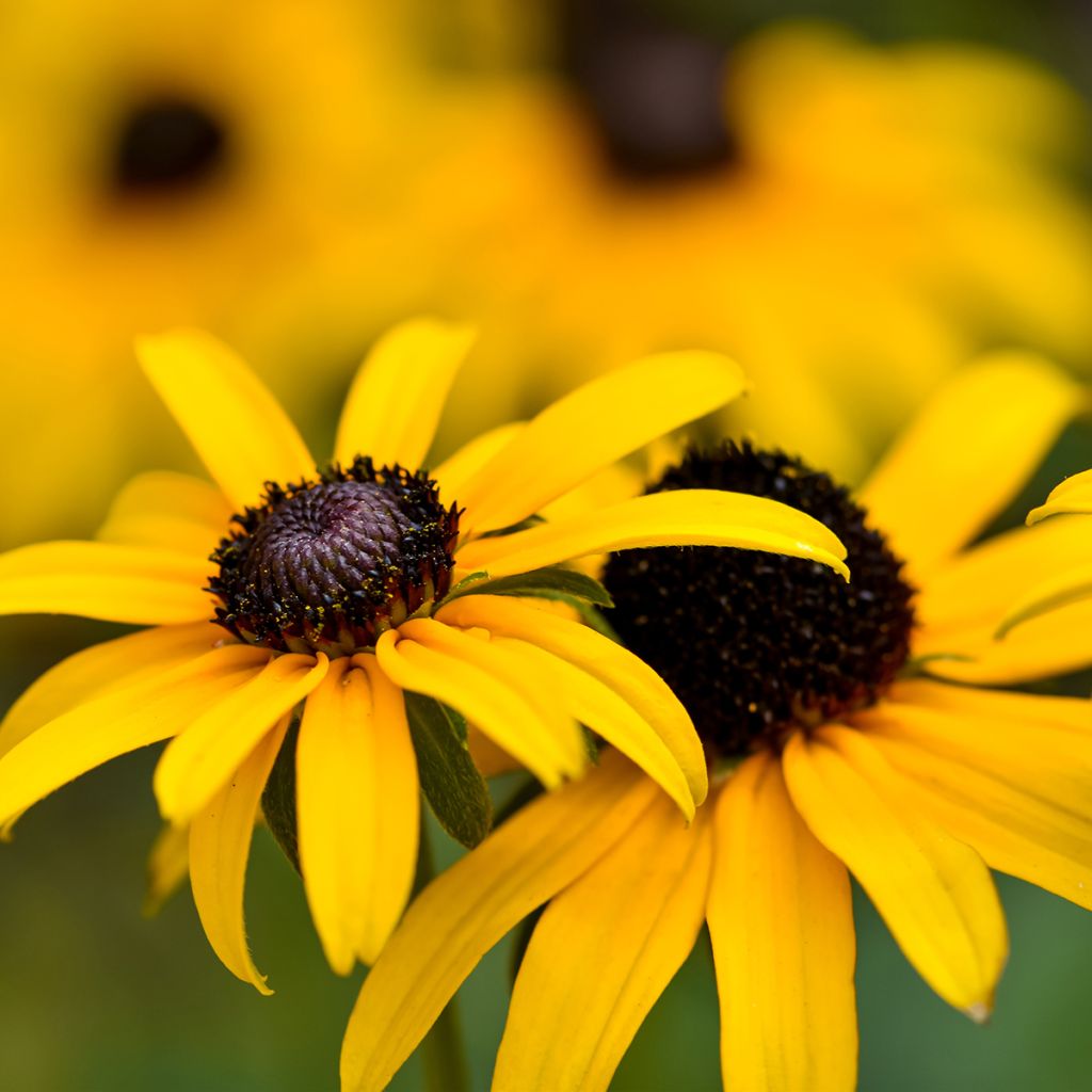 Rudbeckia fulgida var. sullivantii Pot of Gold