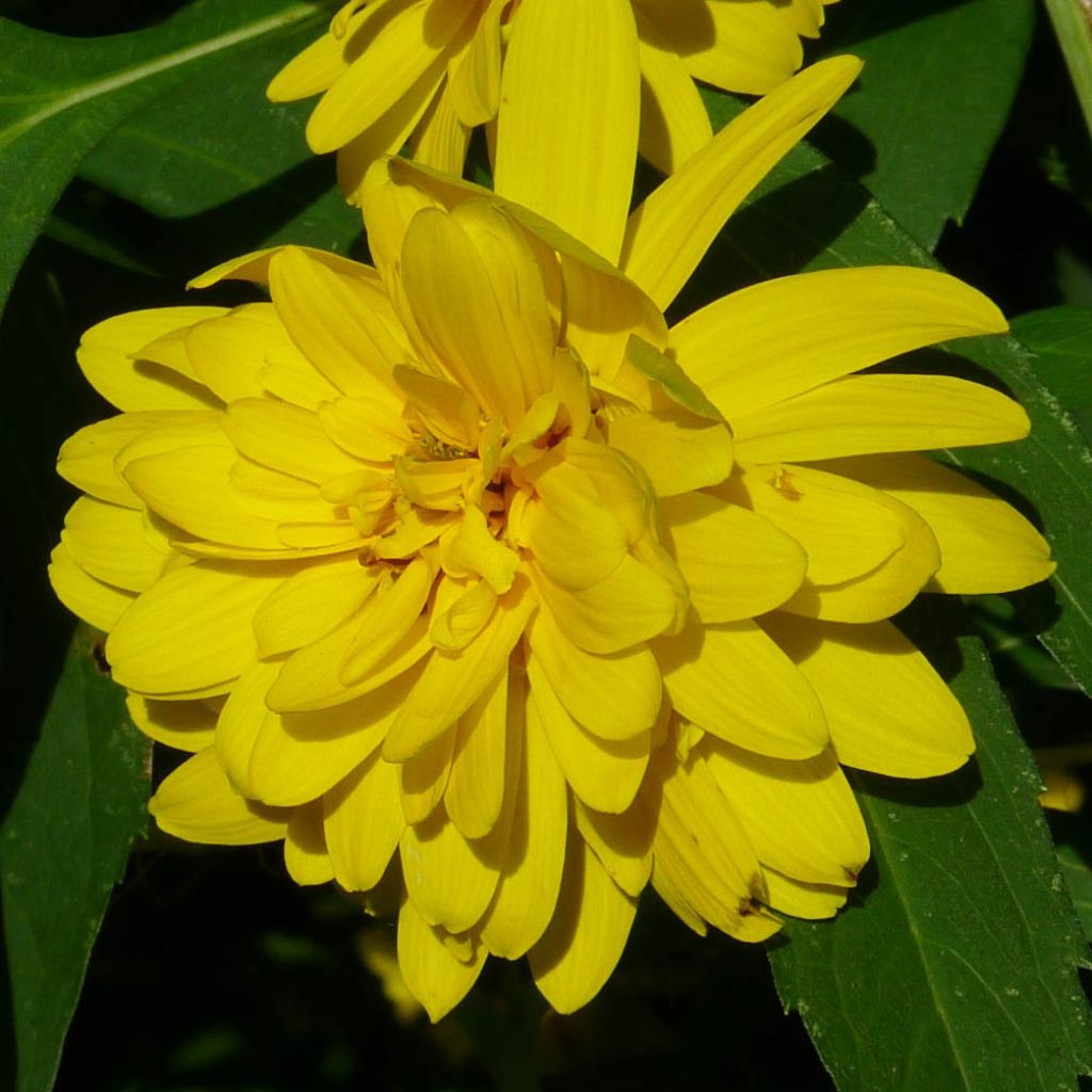 Rudbeckia laciniata Goldquelle