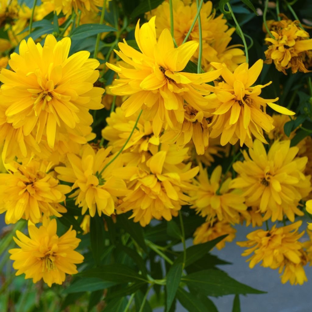 Rudbeckia laciniata Goldquelle