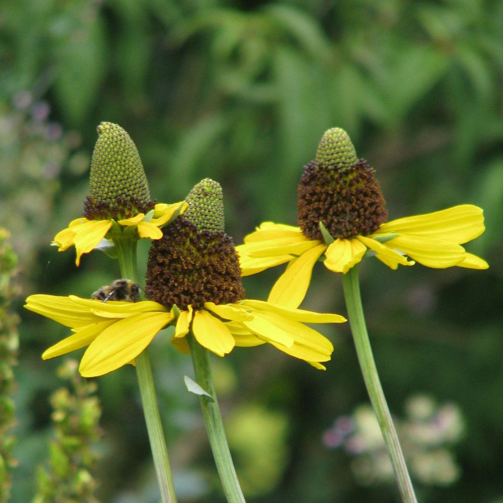 Rudbeckia maxima - Grande Echinacée