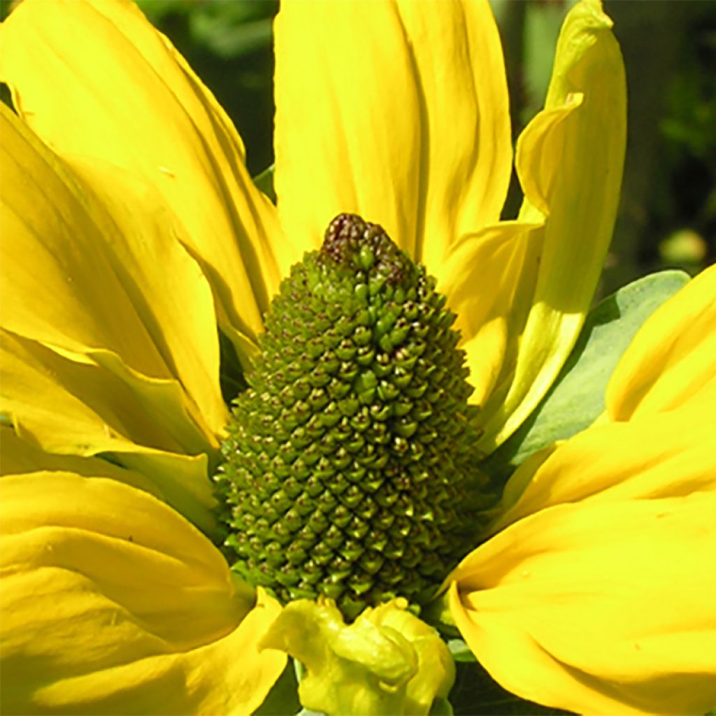 Rudbeckia maxima - Grande Echinacée