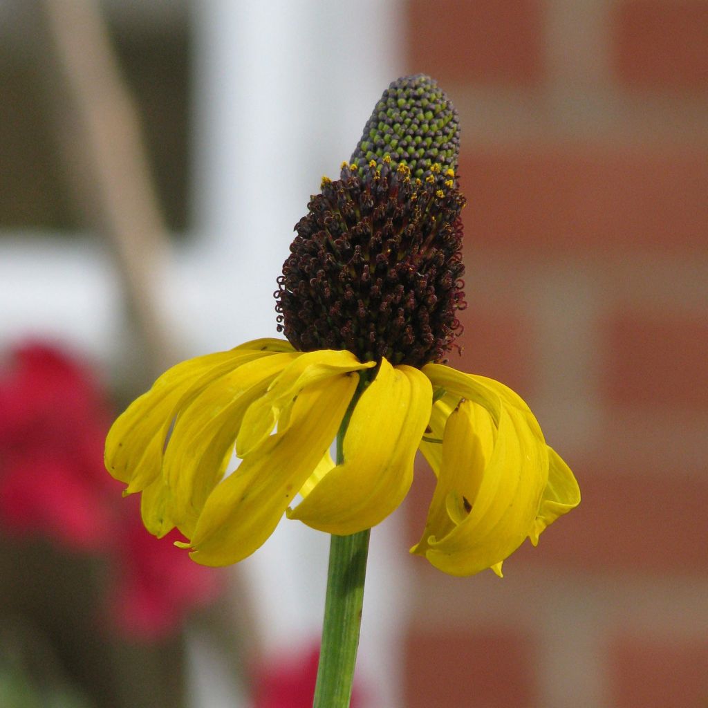 Rudbeckia maxima - Grande Echinacée