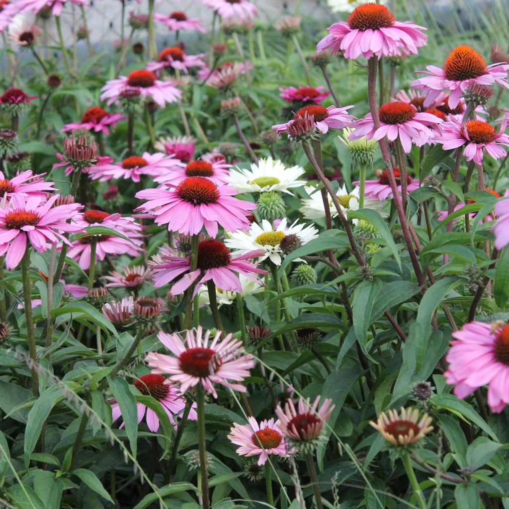 Echinacea purpurea Magnus