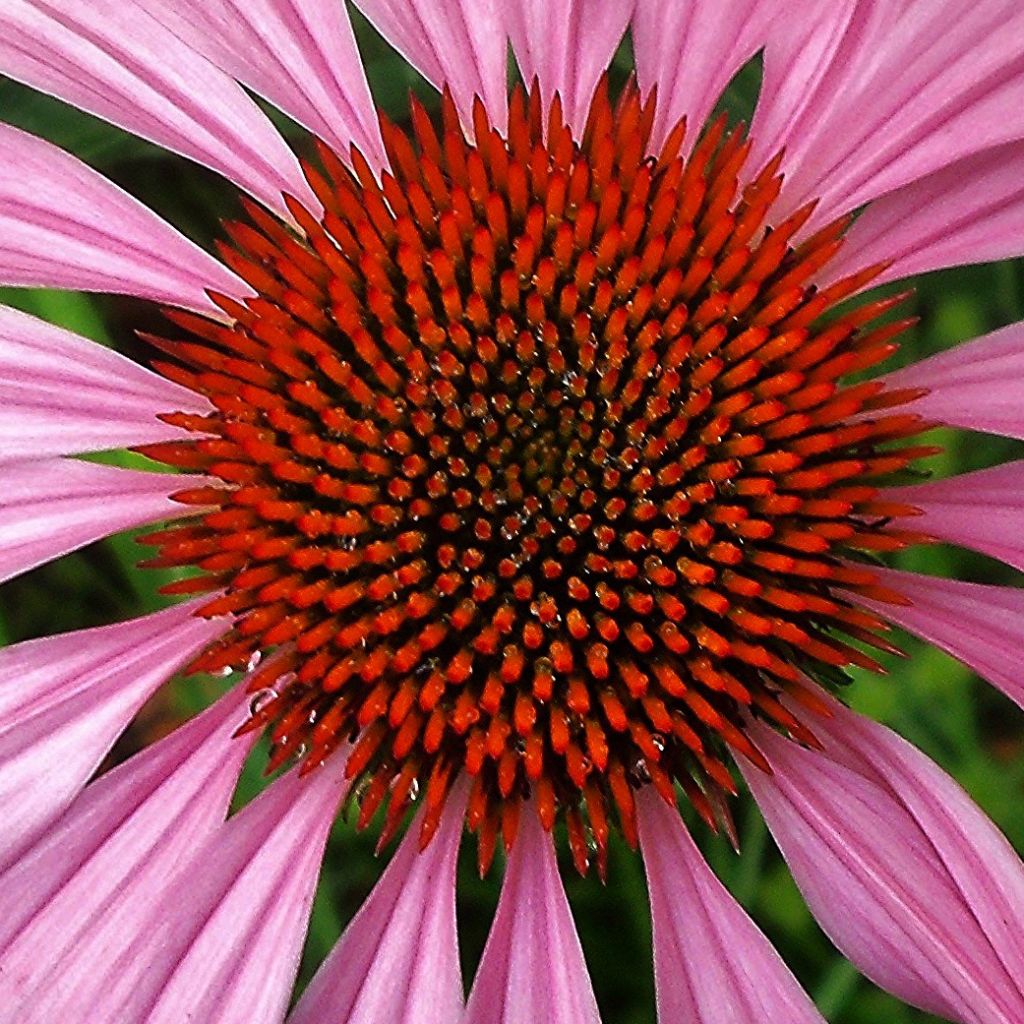 Echinacea purpurea Magnus