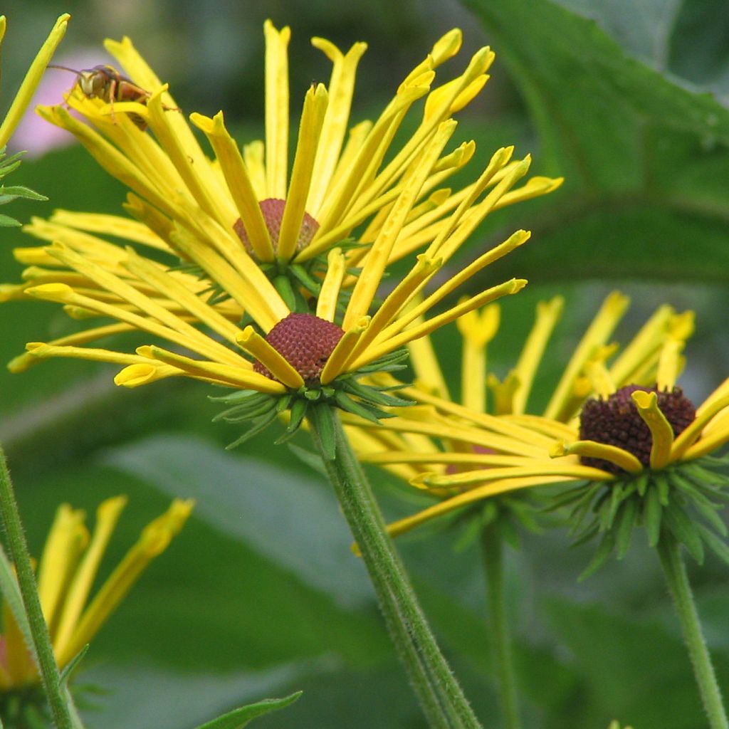 Rudbeckia subtomentosa Henry Eilers