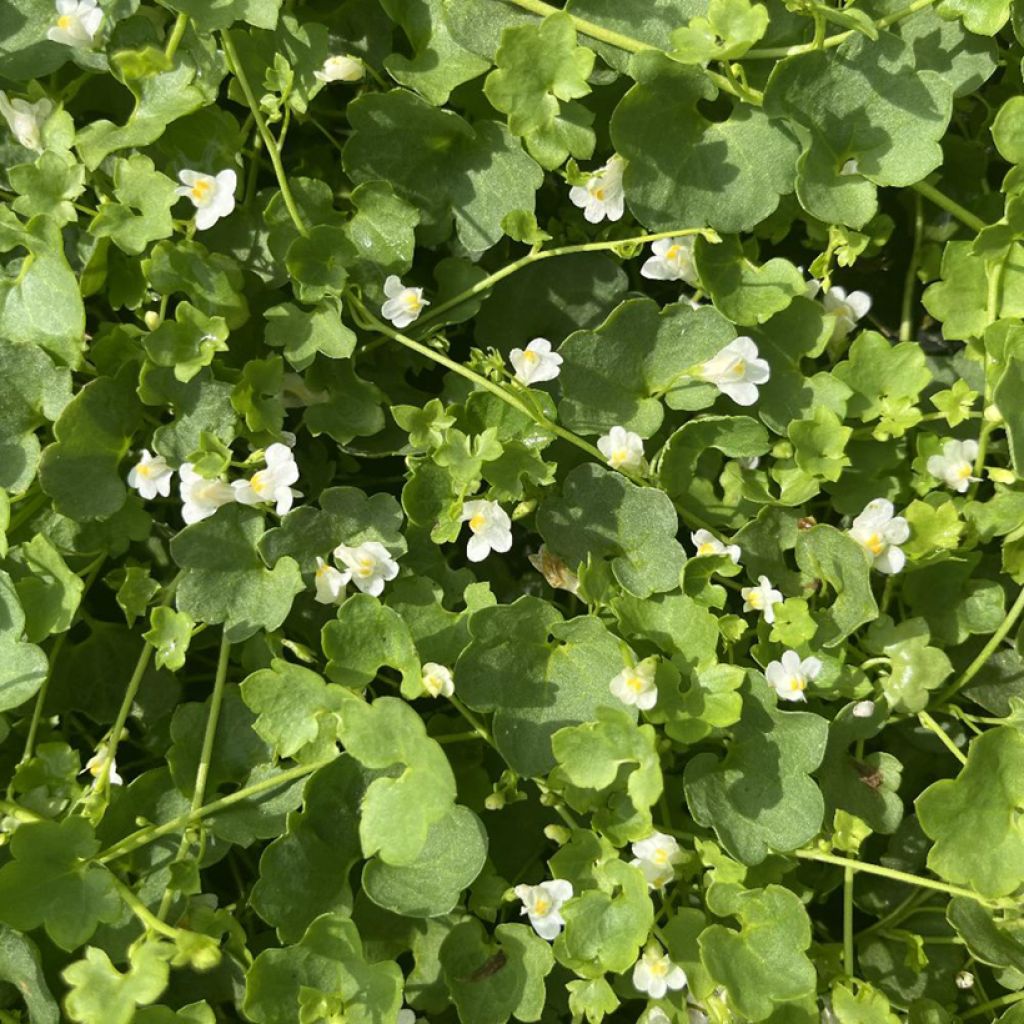 Cymbalaria muralis alba - Palomilla de muro