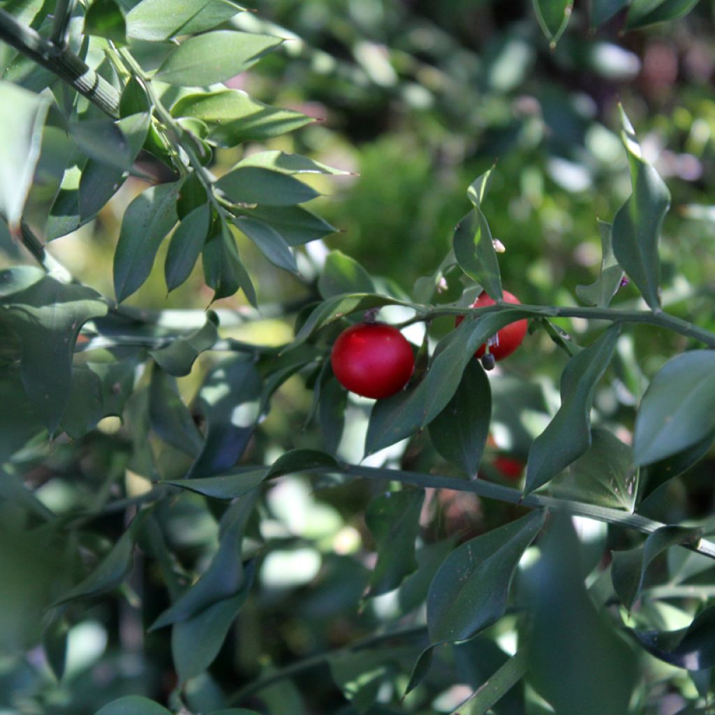 Ruscus aculeatus - Rusco