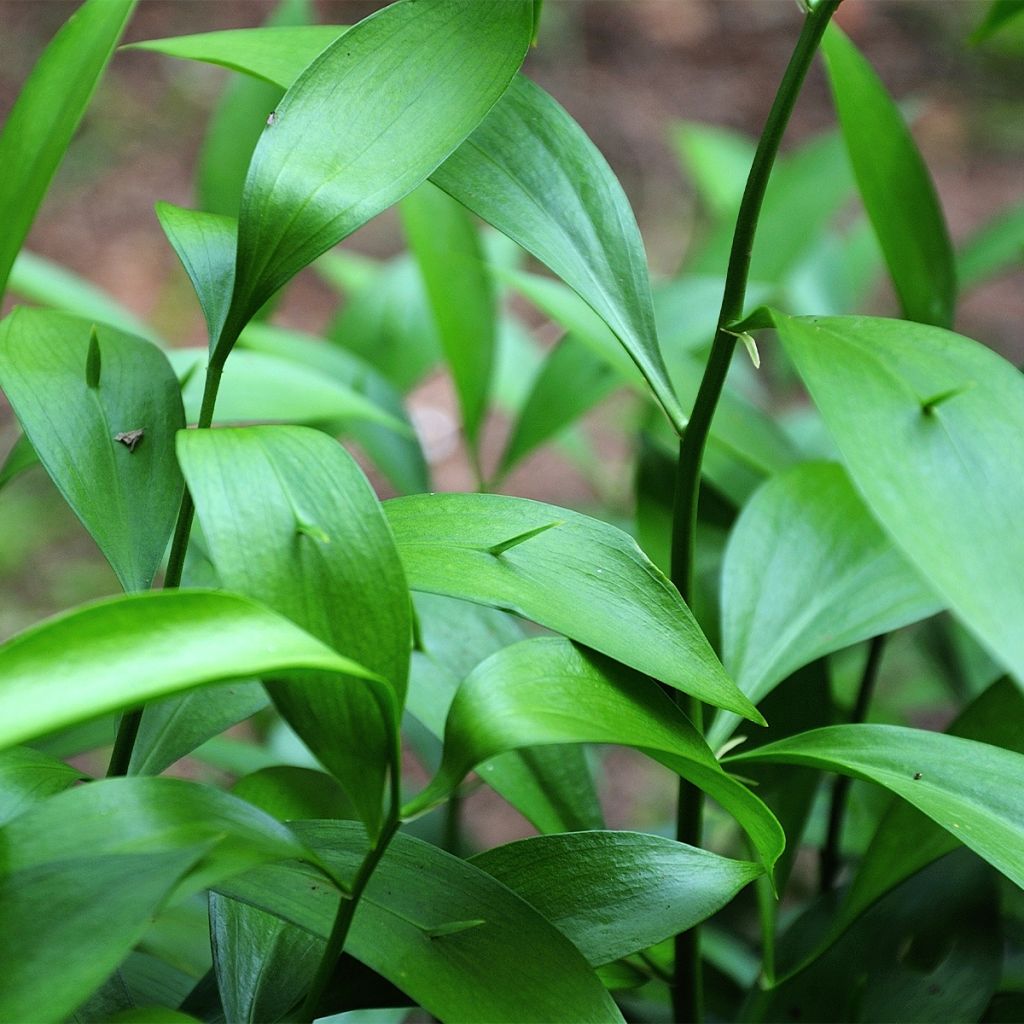 Ruscus hypoglossum - Fragon à langues