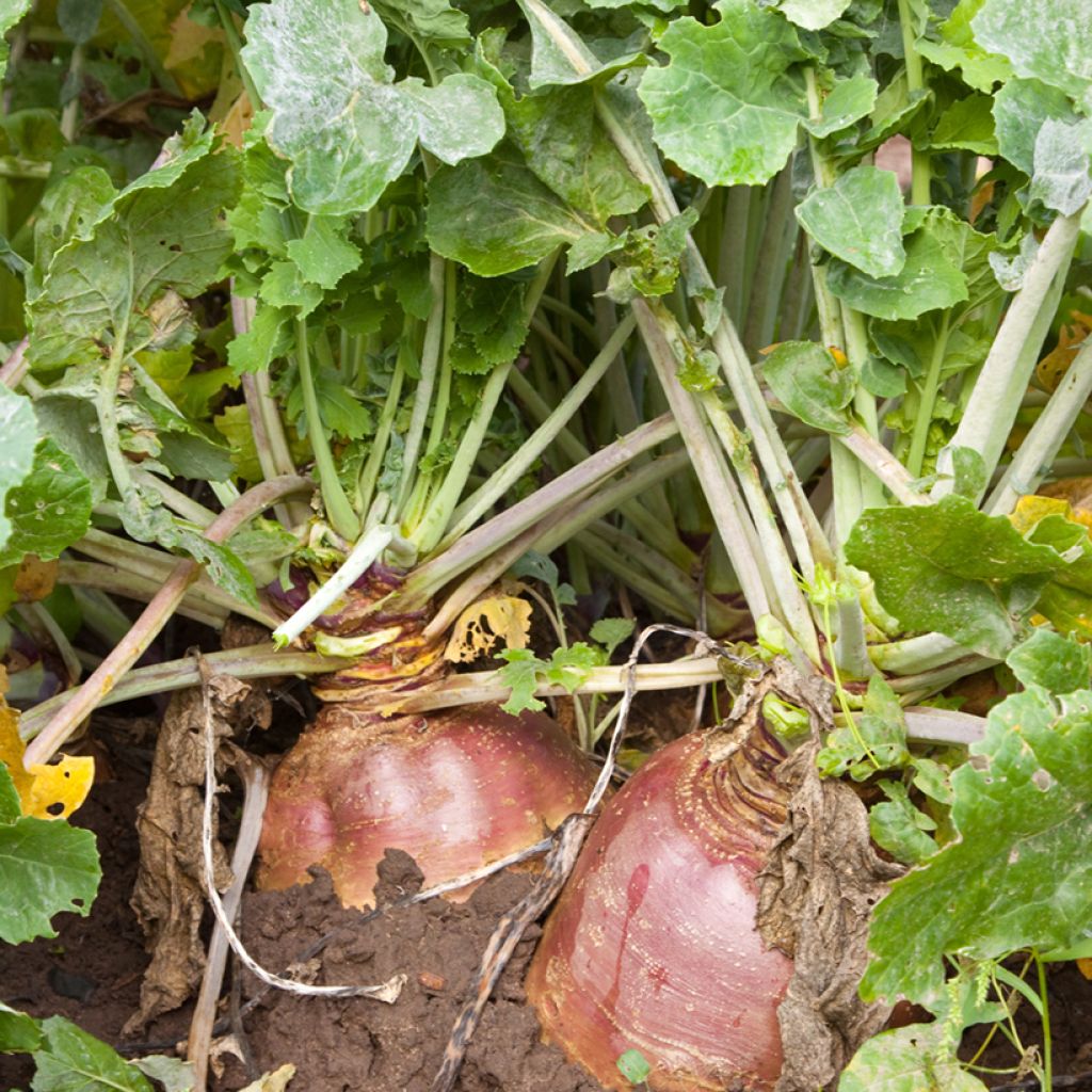 Rutabaga Champion - Vilmorin