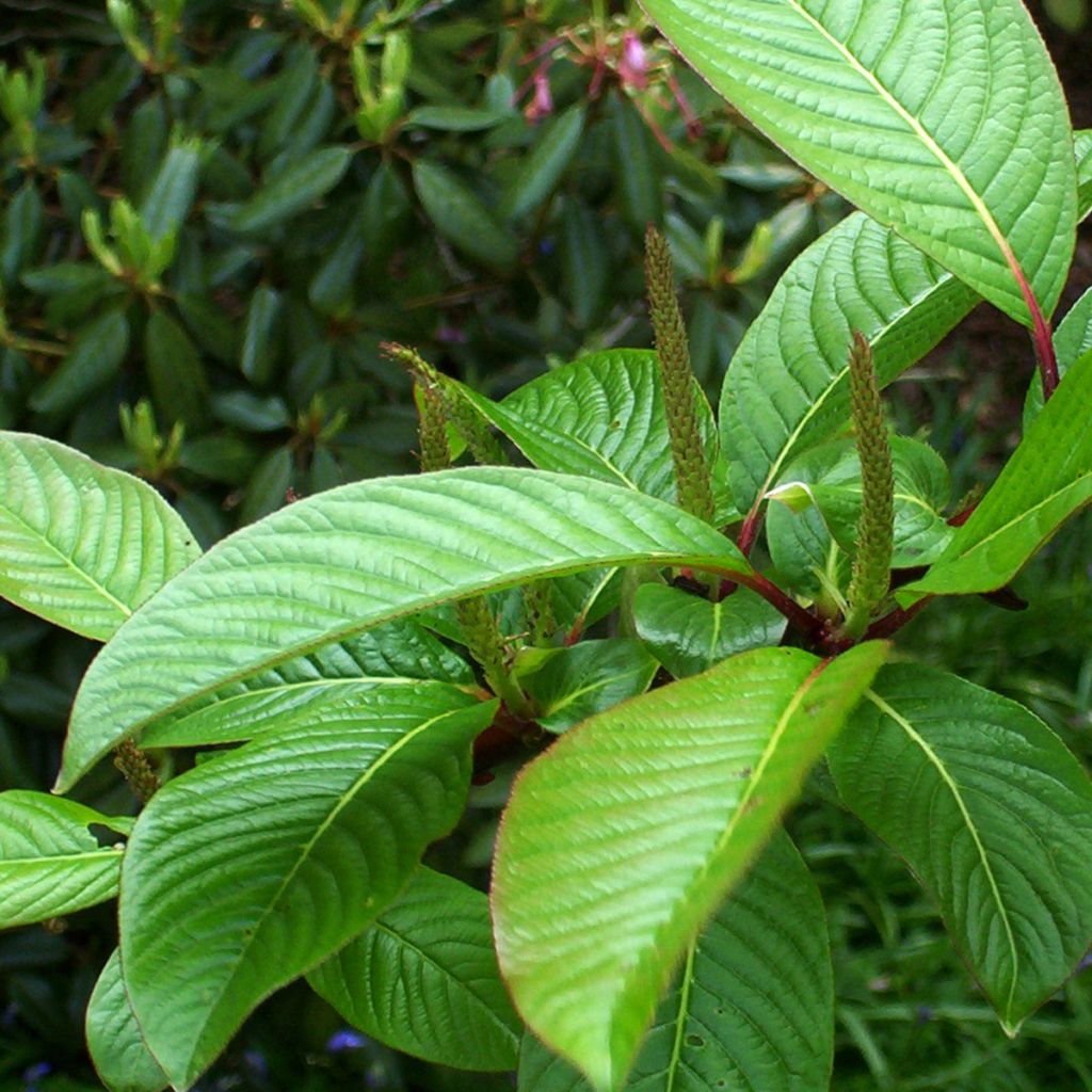 Salix moupinensis - Sauce