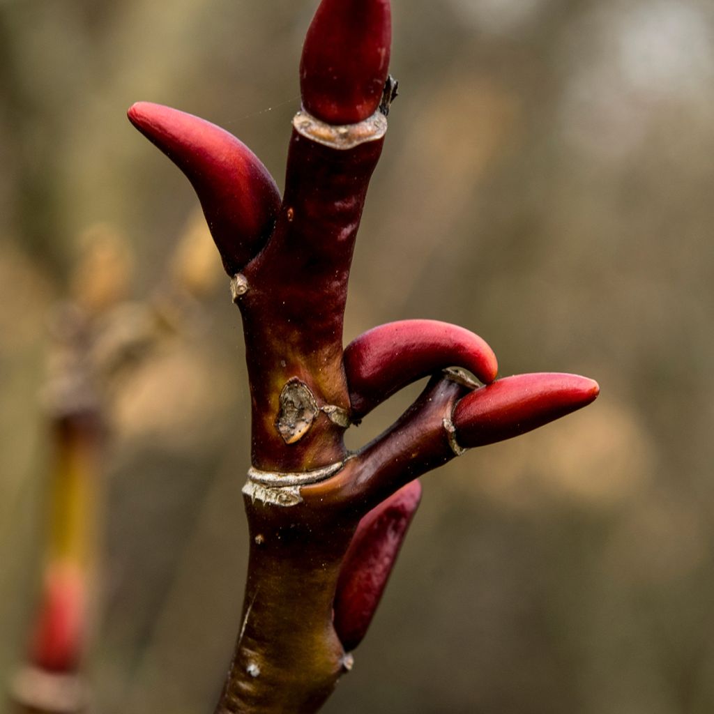 Salix moupinensis - Sauce