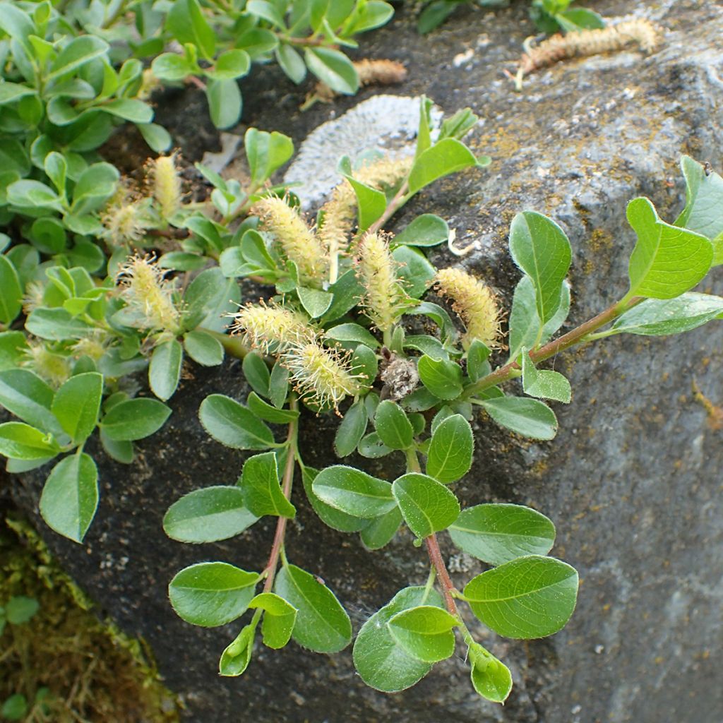 Salix simulatrix - Sauce