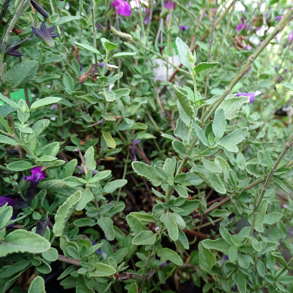 Salvia greggii ARCTIC BLAZE Purple - Salvia de otoño