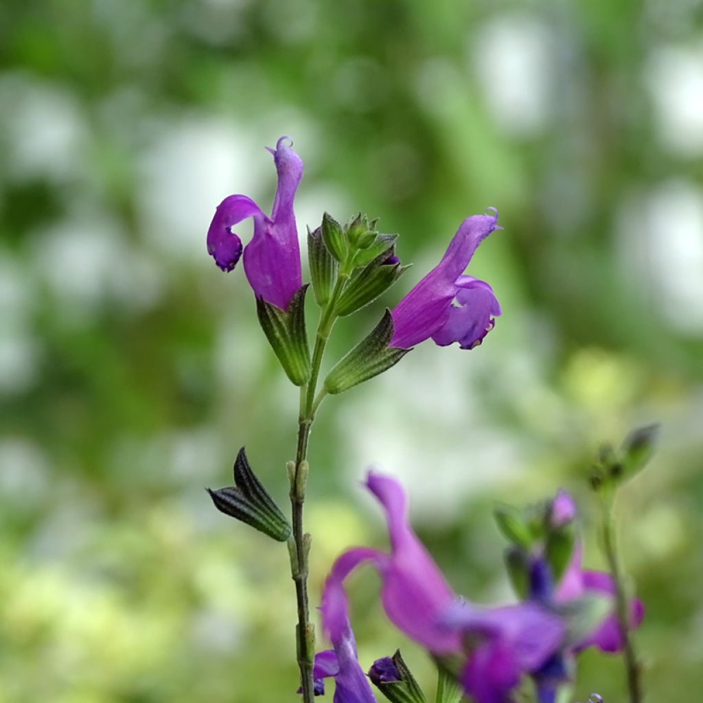 Salvia greggii ARCTIC BLAZE Purple - Salvia de otoño