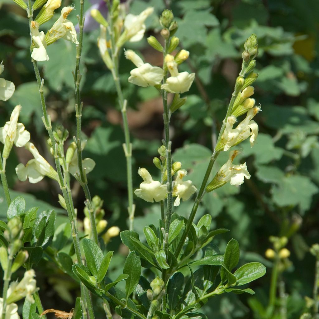 Salvia greggii Sungold - Salvia de otoño