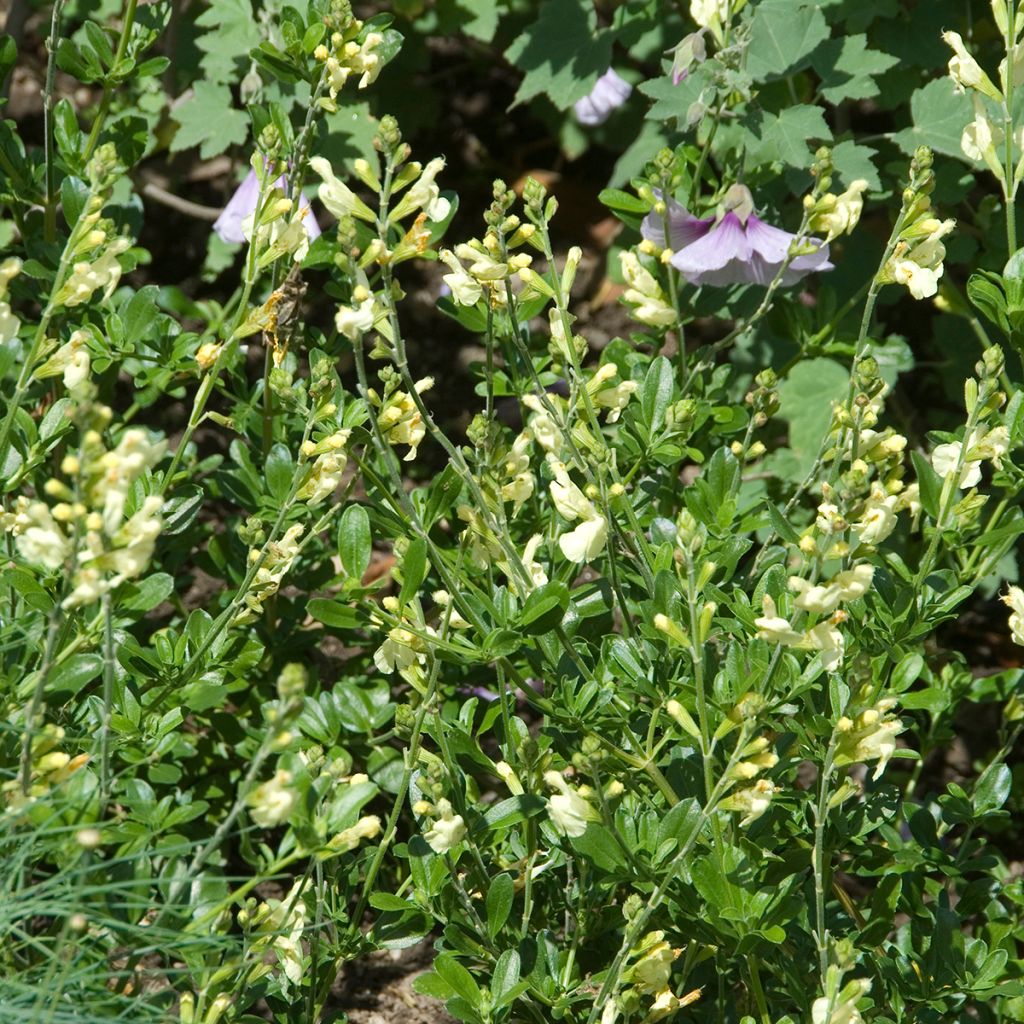 Salvia greggii Sungold - Salvia de otoño