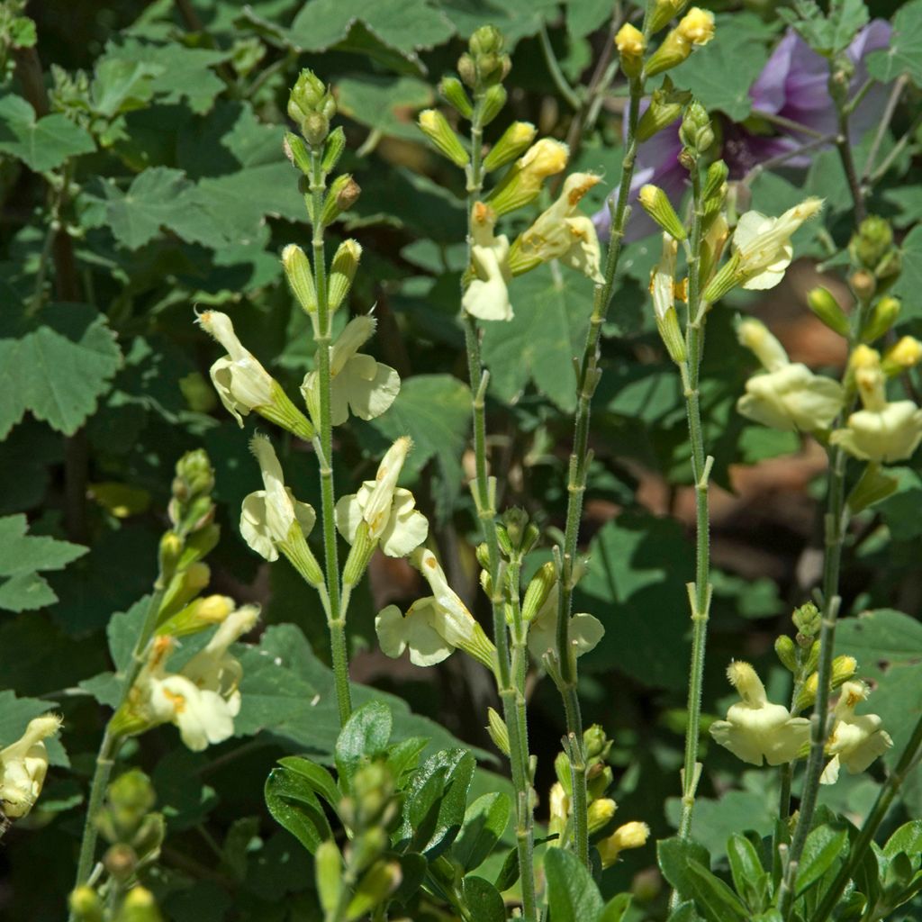 Salvia greggii Sungold - Salvia de otoño