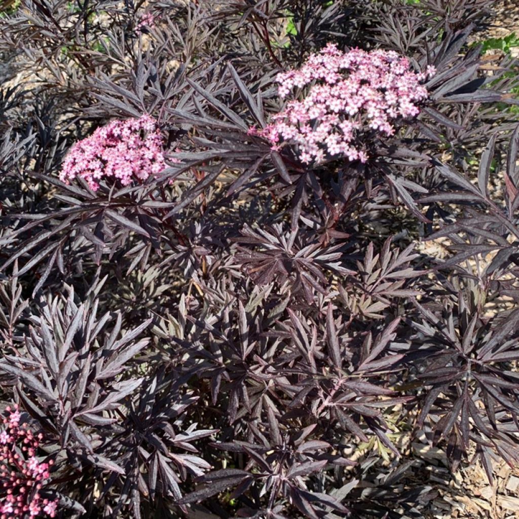 Saúco negro Cherry Lace - Sambucus nigra