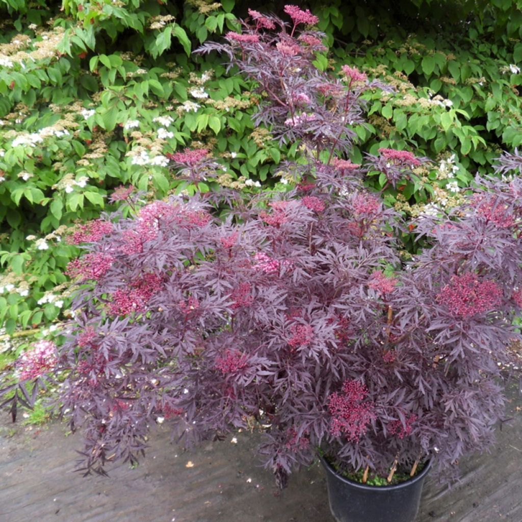 Saúco negro Cherry Lace - Sambucus nigra