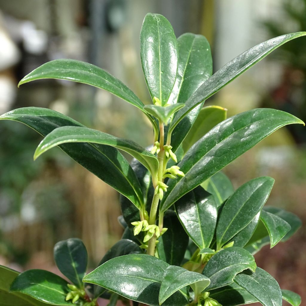 Sarcococca hookeriana humilis