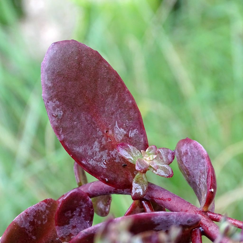 Sedum Sunsparkler Firecracker - Orpin 