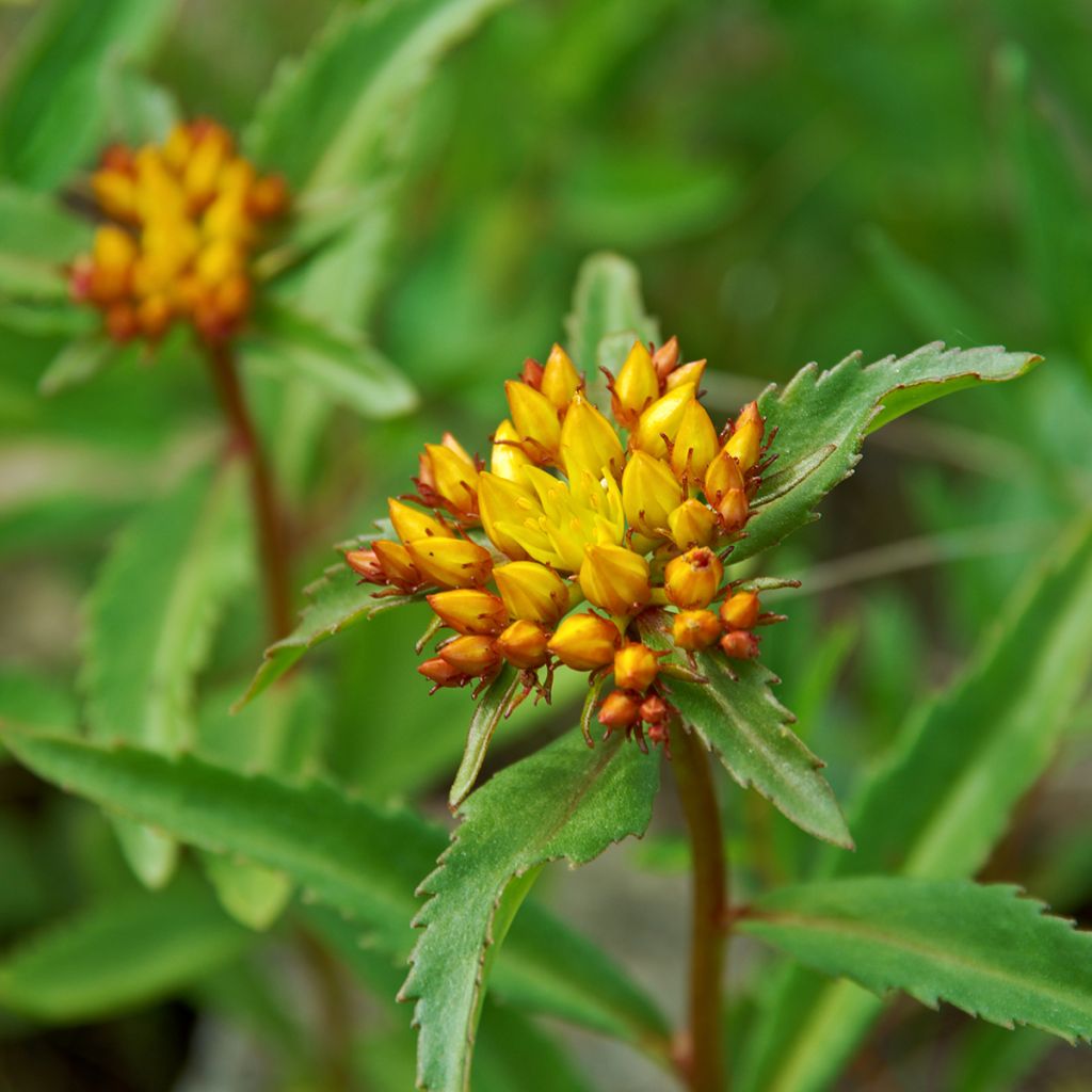 Sedum aizoon - Sedo