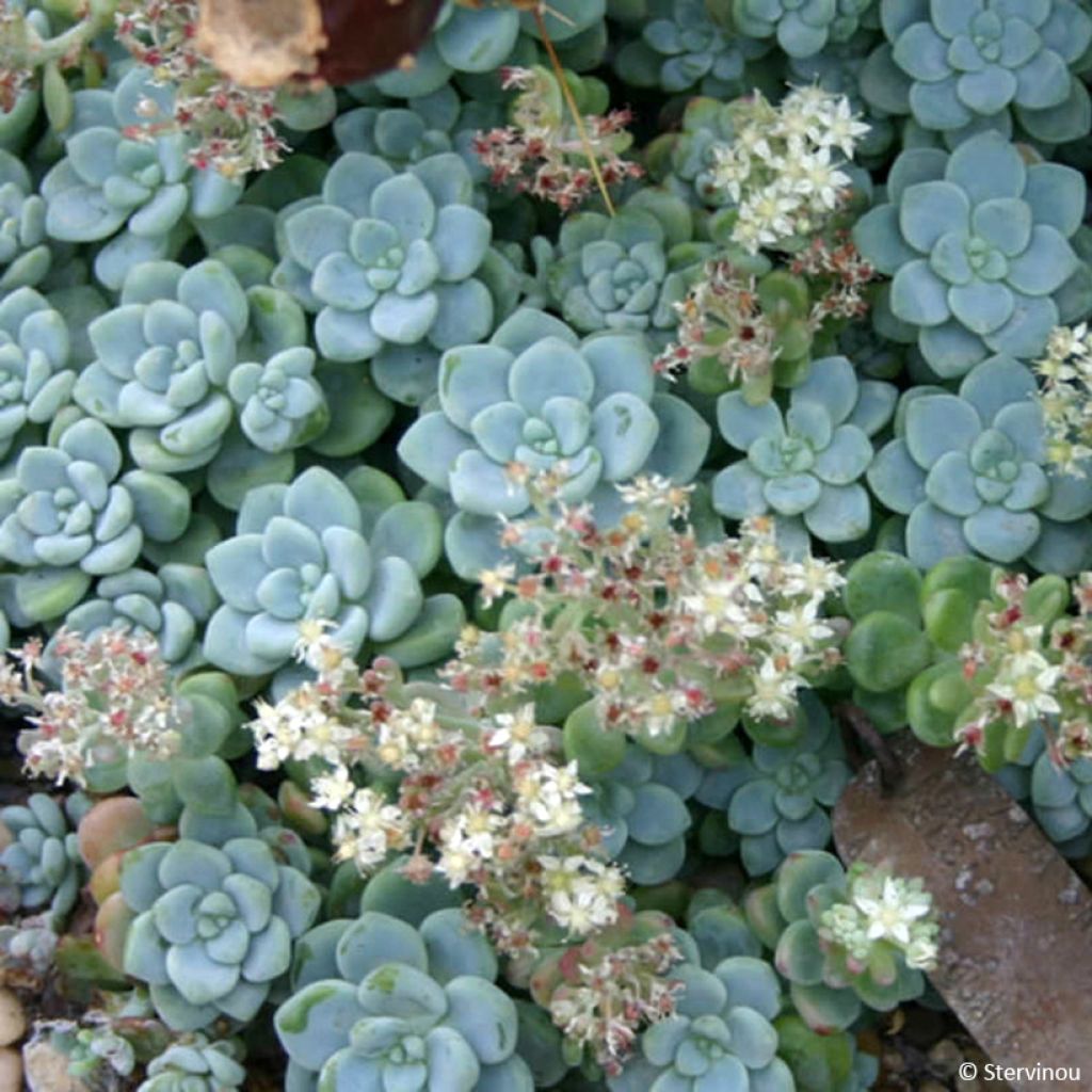 Sedum clavatum