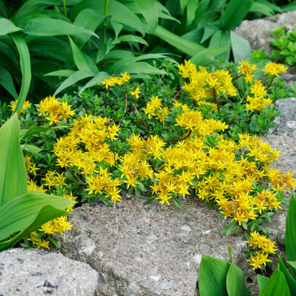 Sedum palmeri