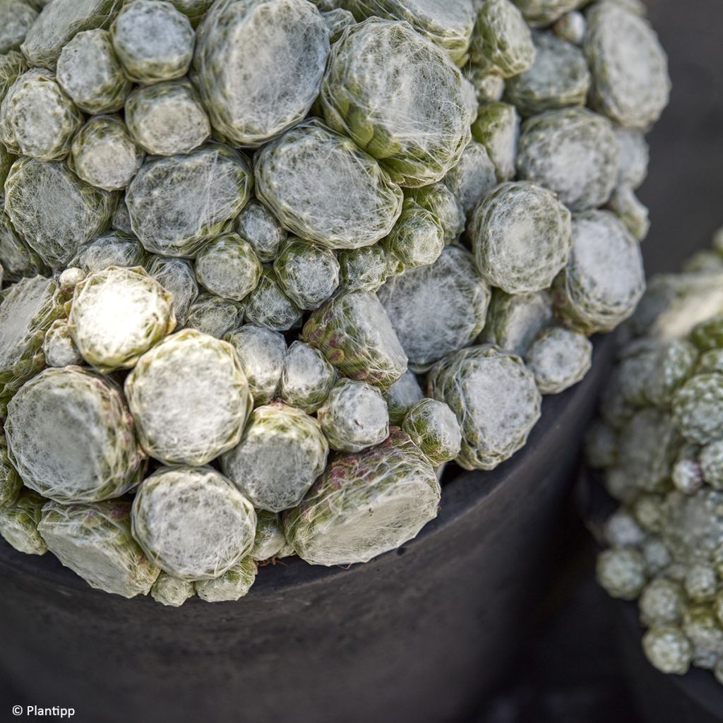 Sempervivum arachnoideum Colorockz Arctic White  de arañas