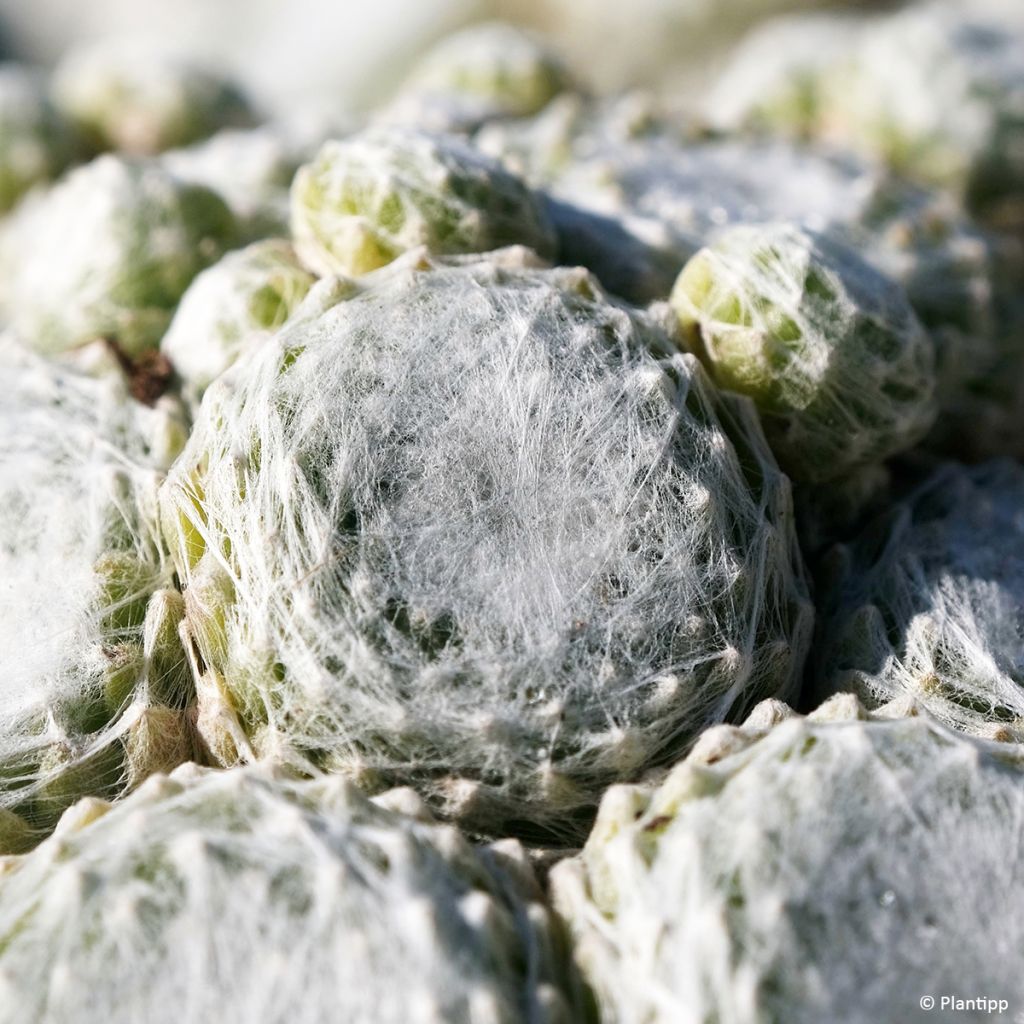 Sempervivum arachnoideum Colorockz Arctic White  de arañas