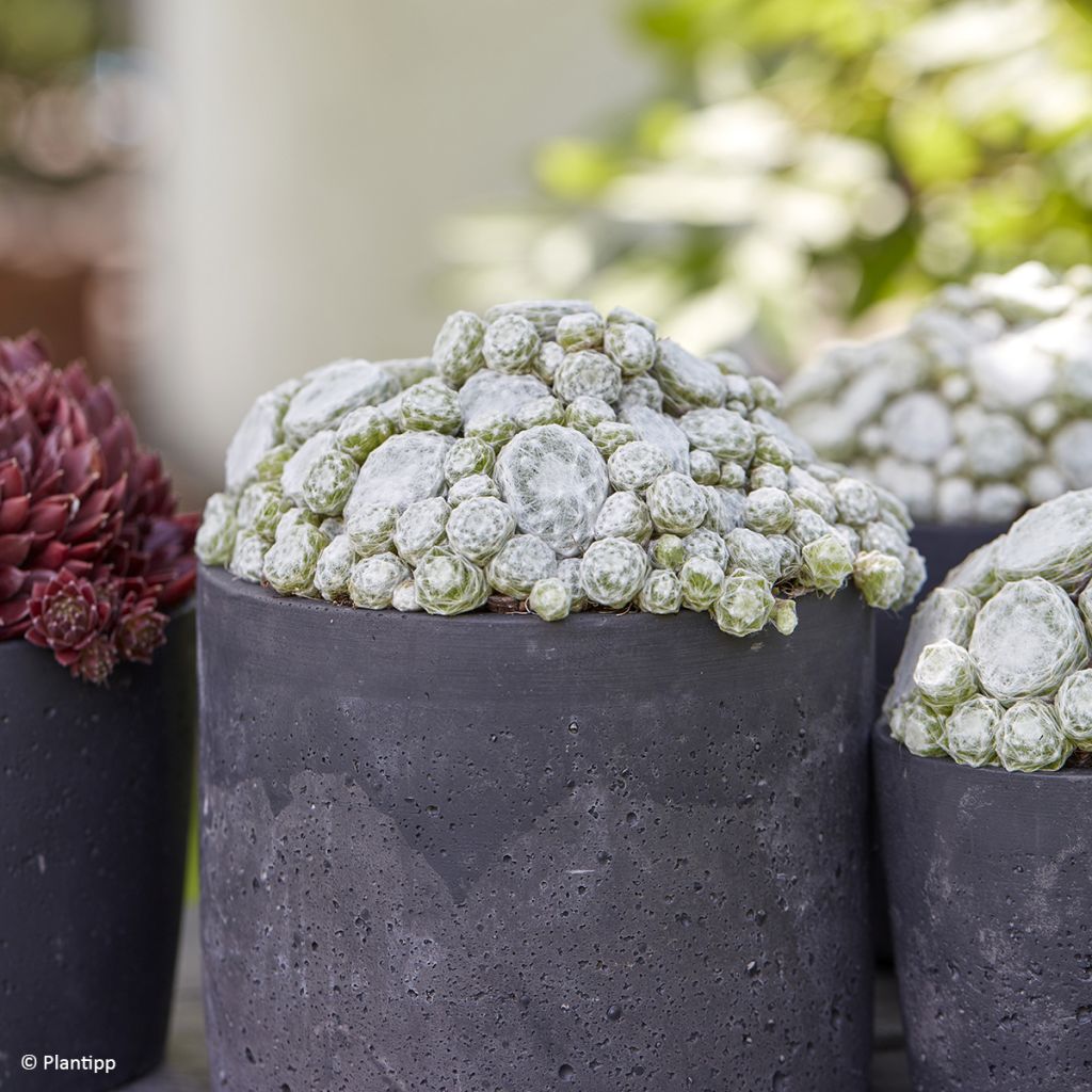 Sempervivum arachnoideum Colorockz Arctic White  de arañas