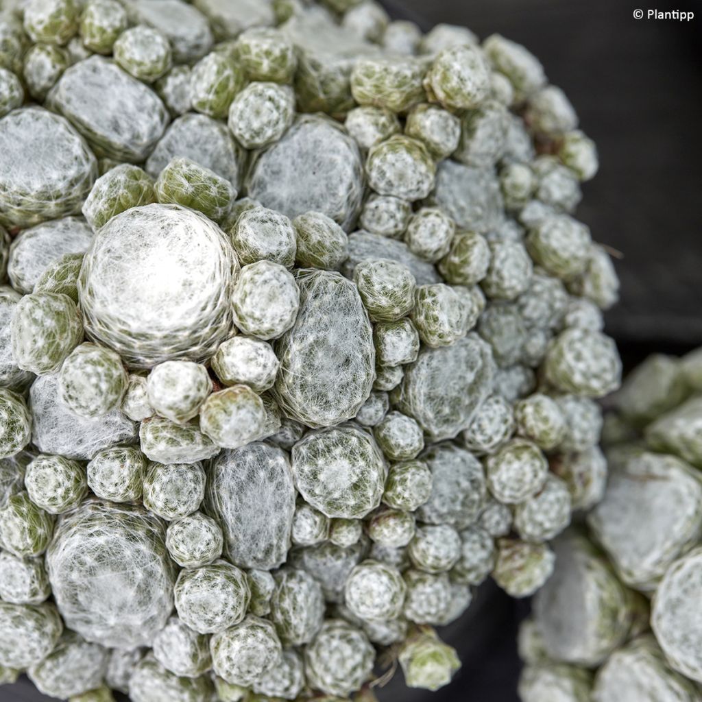 Sempervivum arachnoideum Colorockz Arctic White  de arañas