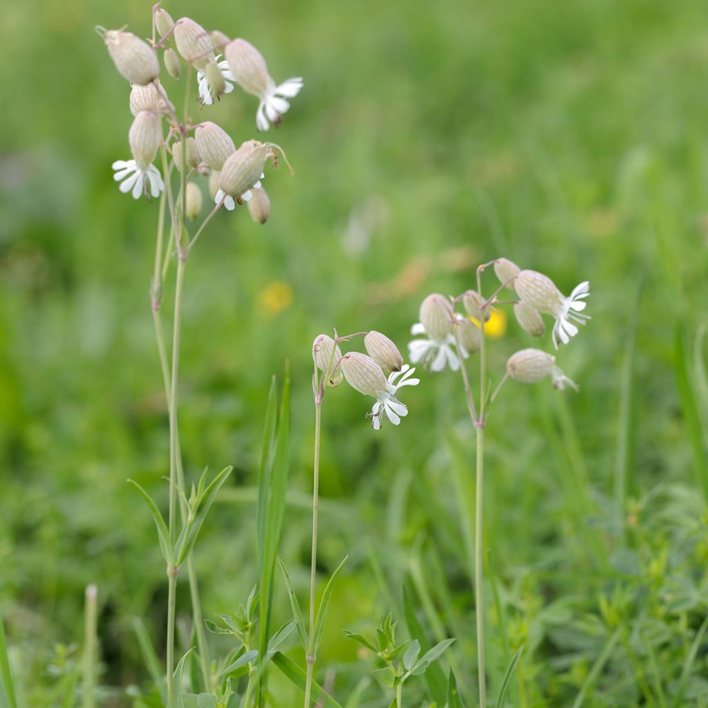 Silene vulgaris - Hierba del corazón