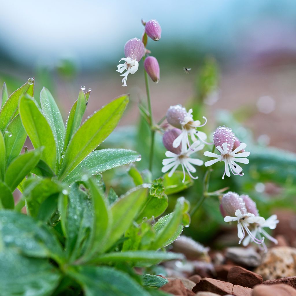 Silene vulgaris - Hierba del corazón