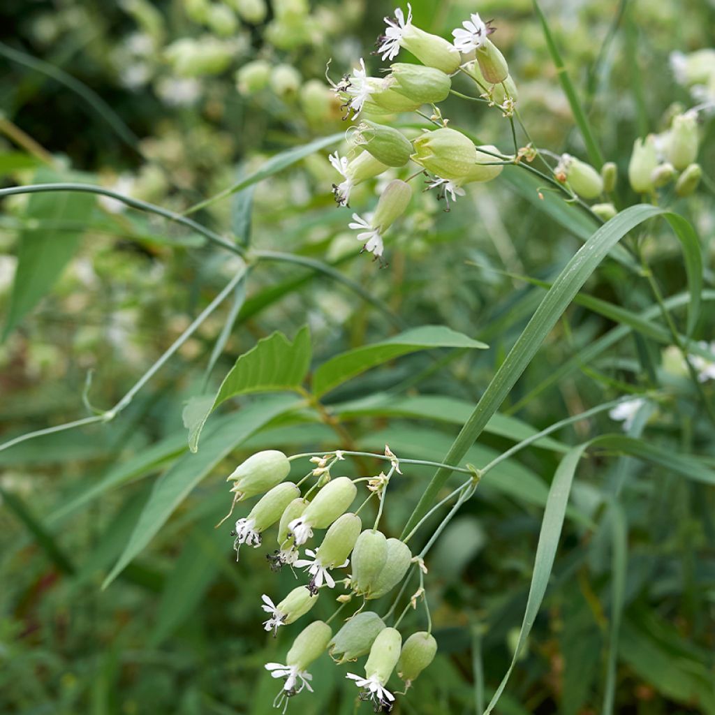 Silene vulgaris - Hierba del corazón