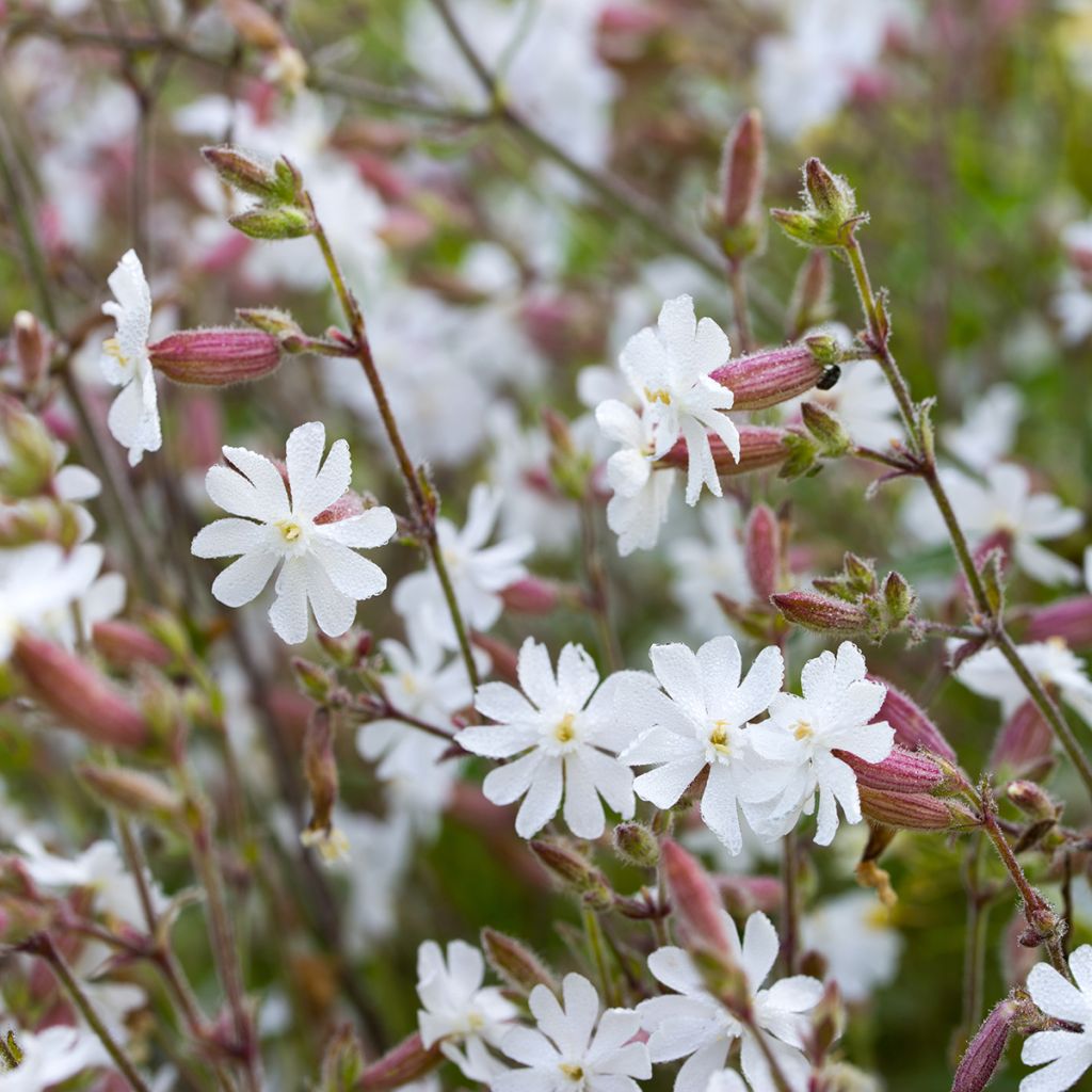 Silene vulgaris - Hierba del corazón