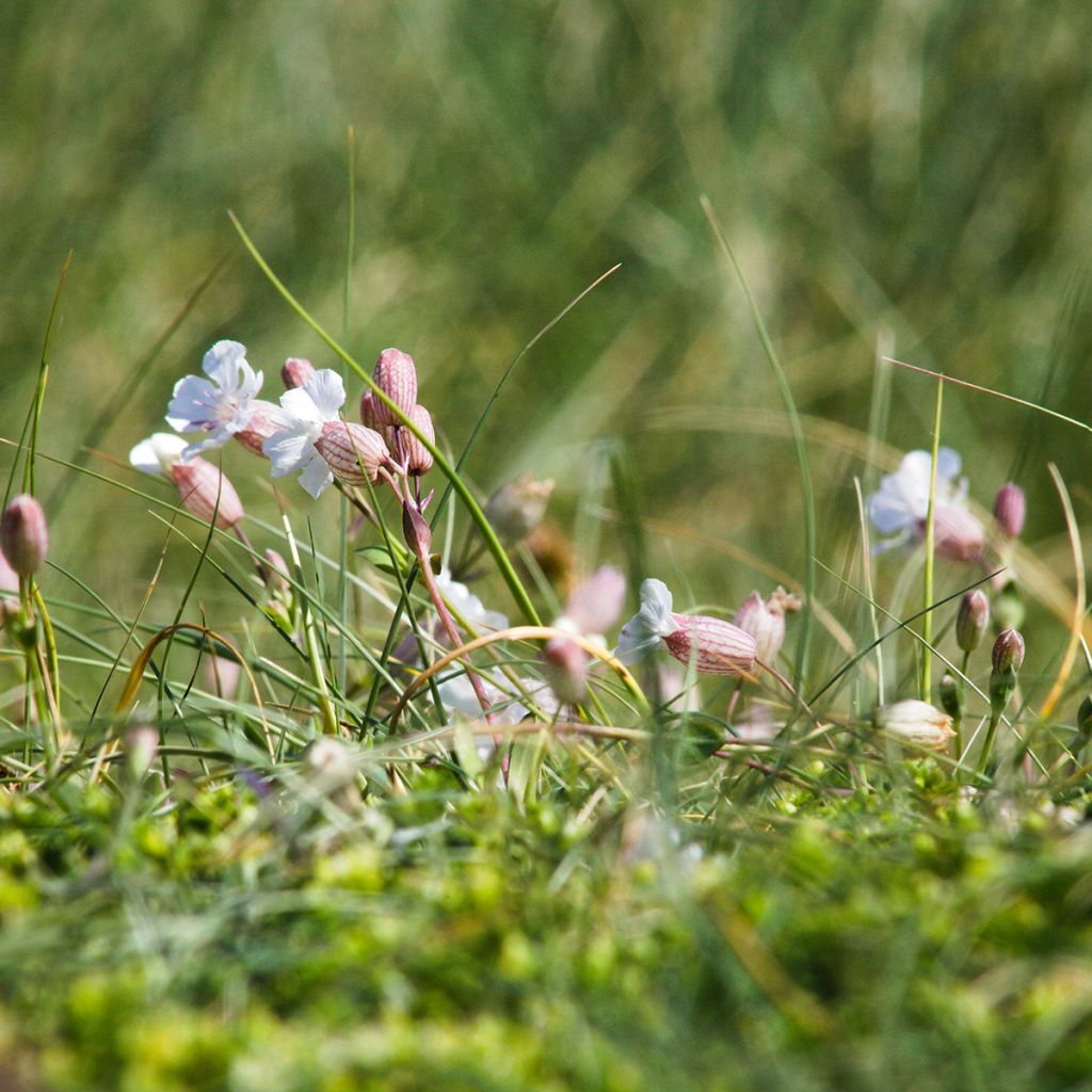 Silene vulgaris - Hierba del corazón