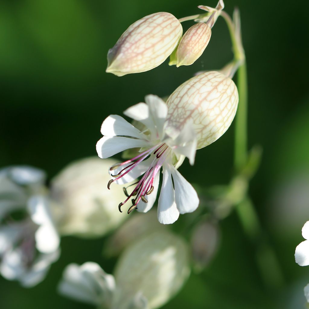 Silene vulgaris - Hierba del corazón