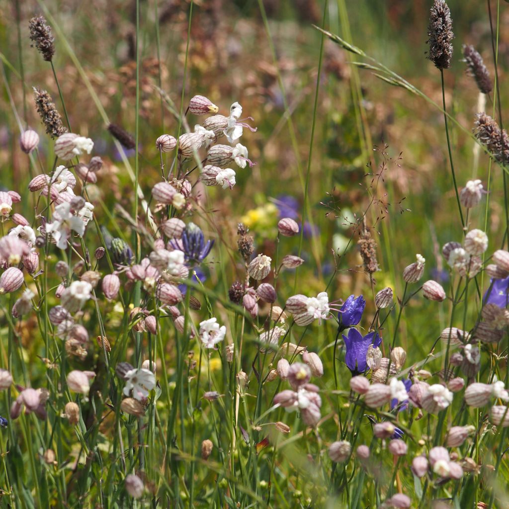 Silene vulgaris - Hierba del corazón