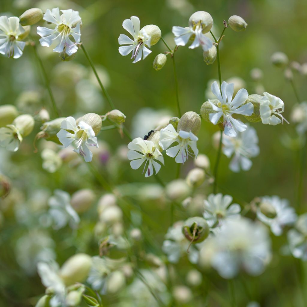 Silene vulgaris - Hierba del corazón