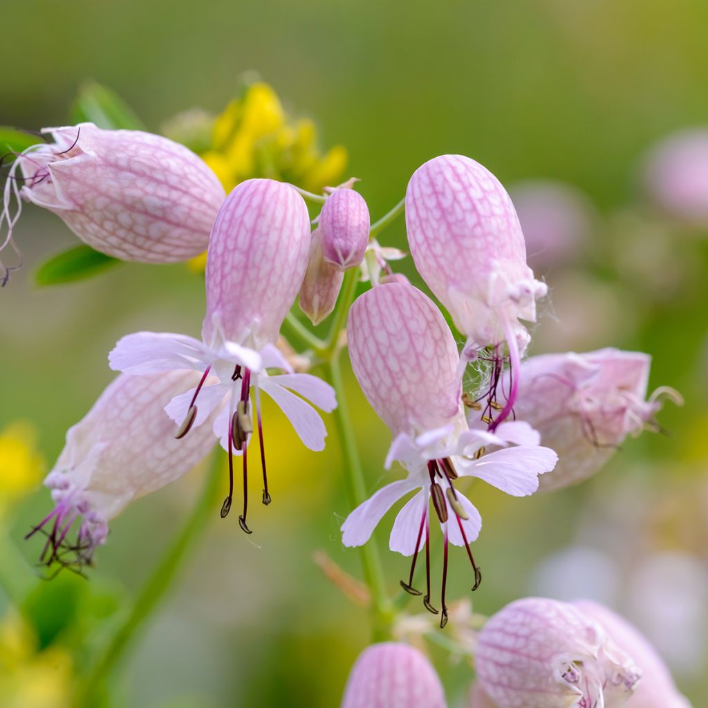 Silene vulgaris - Hierba del corazón