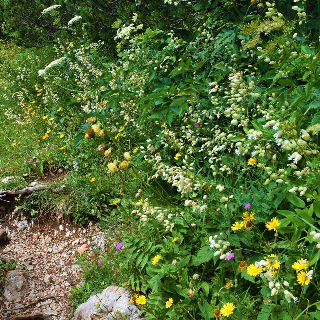 Silene vulgaris - Hierba del corazón