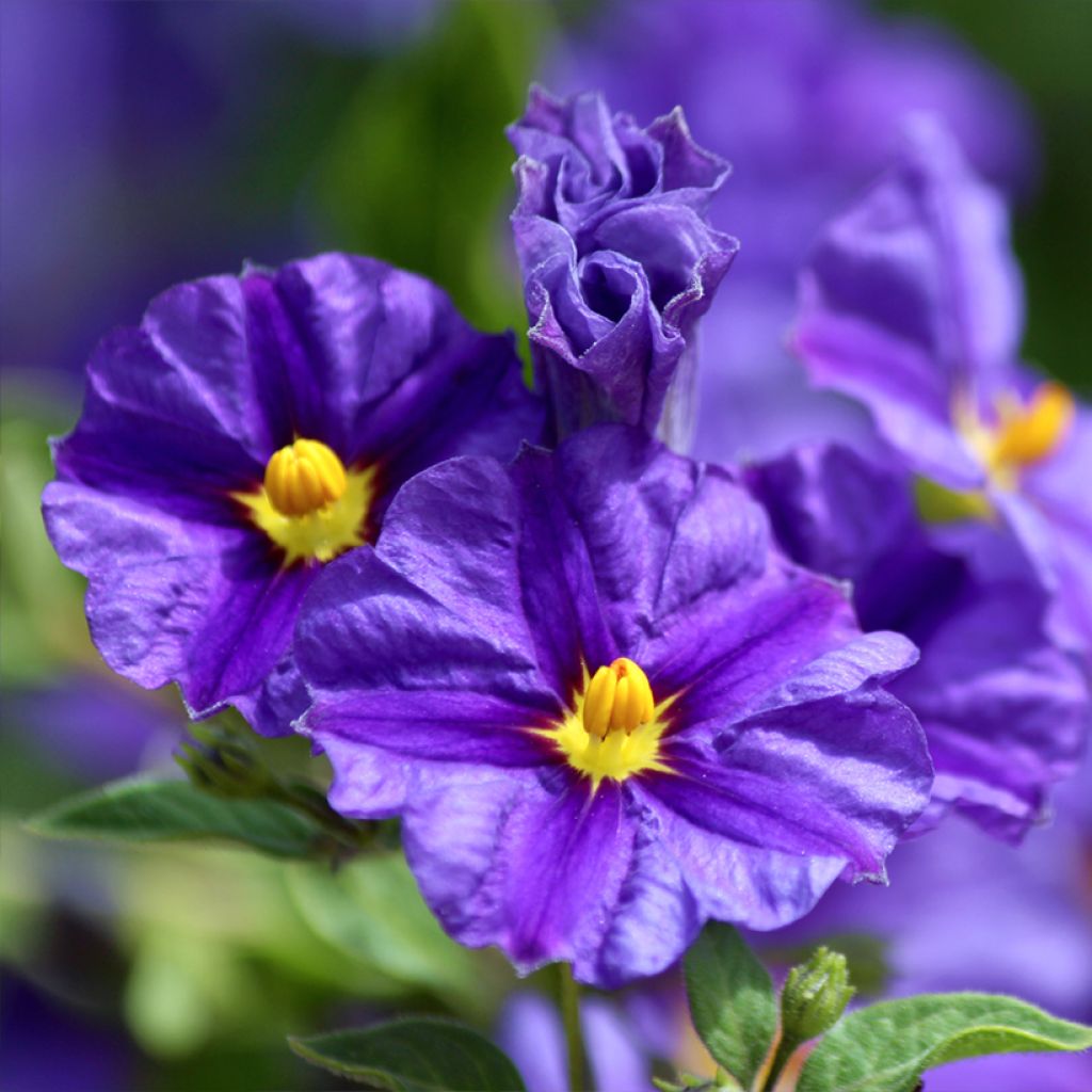 Solanum rantonnetii - Solano de flor azul