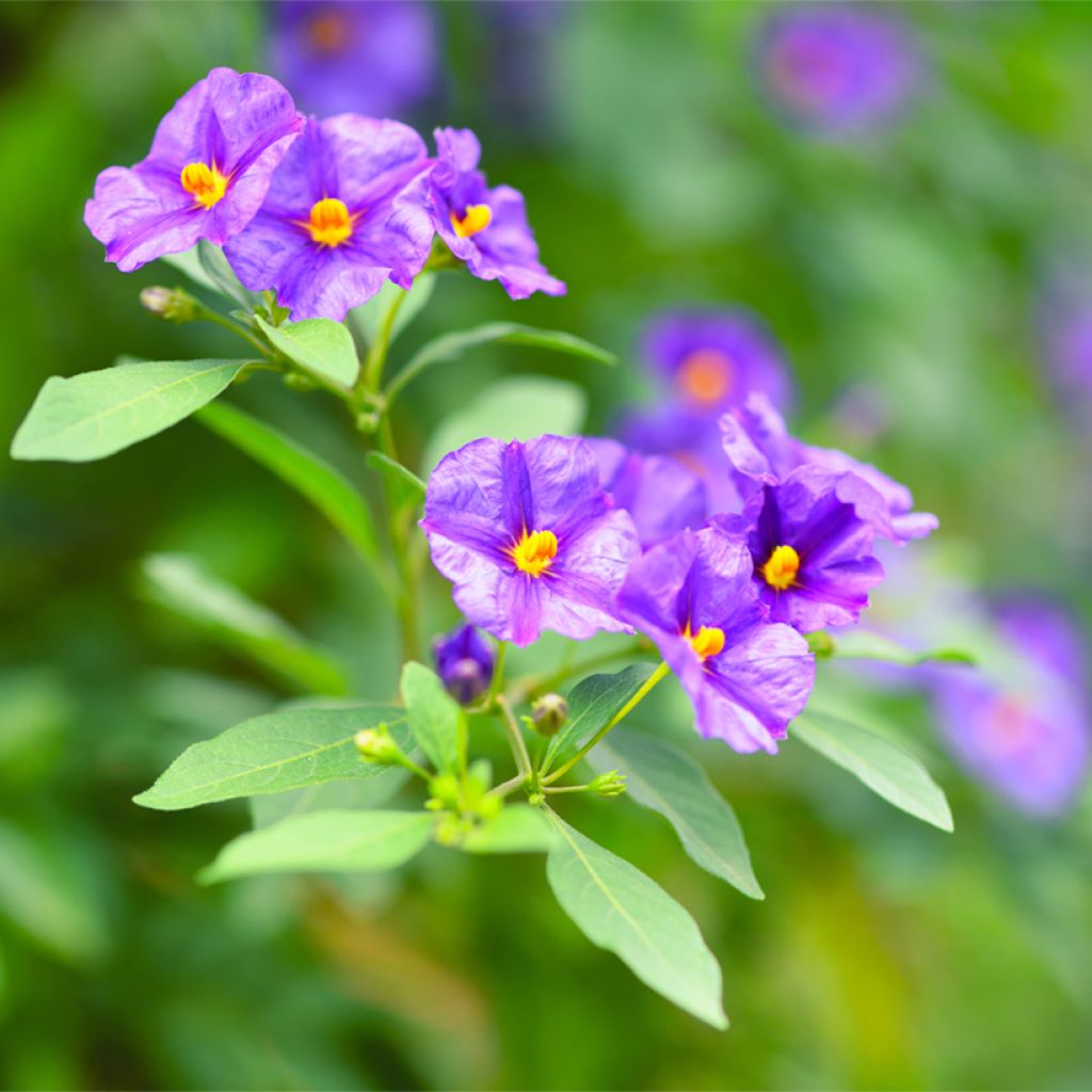 Solanum rantonnetii - Solano de flor azul