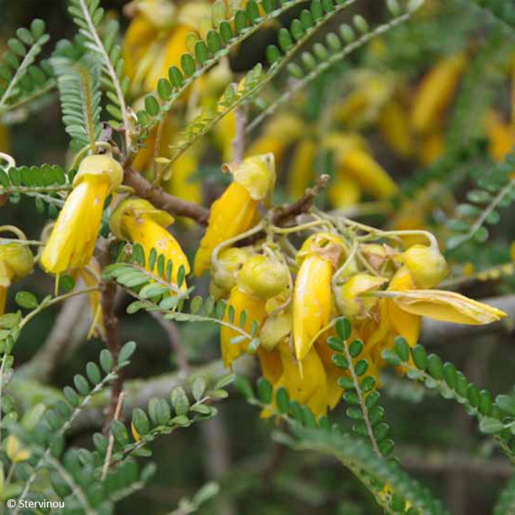 Sophora microphylla Dragon's Gold - Sófora