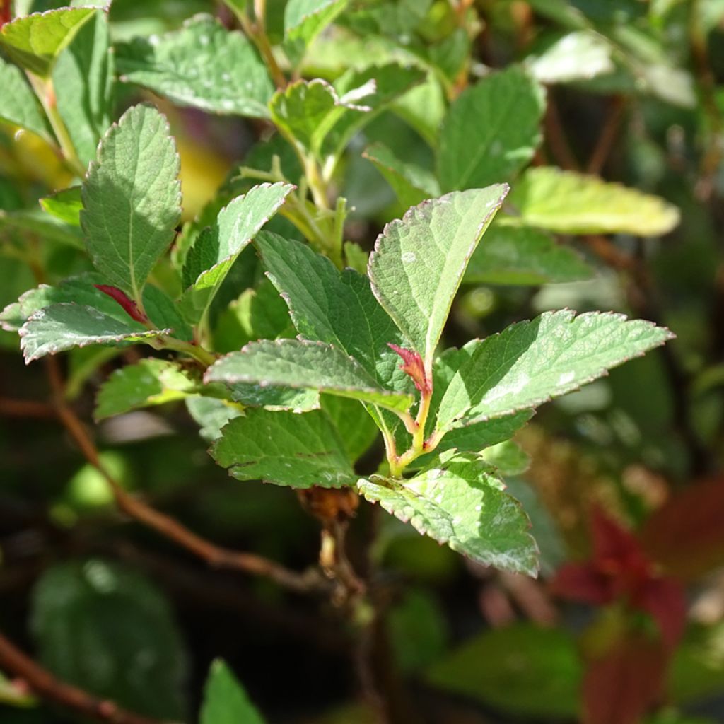 Spiraea japonica Merlo Green - Spirée japonaise